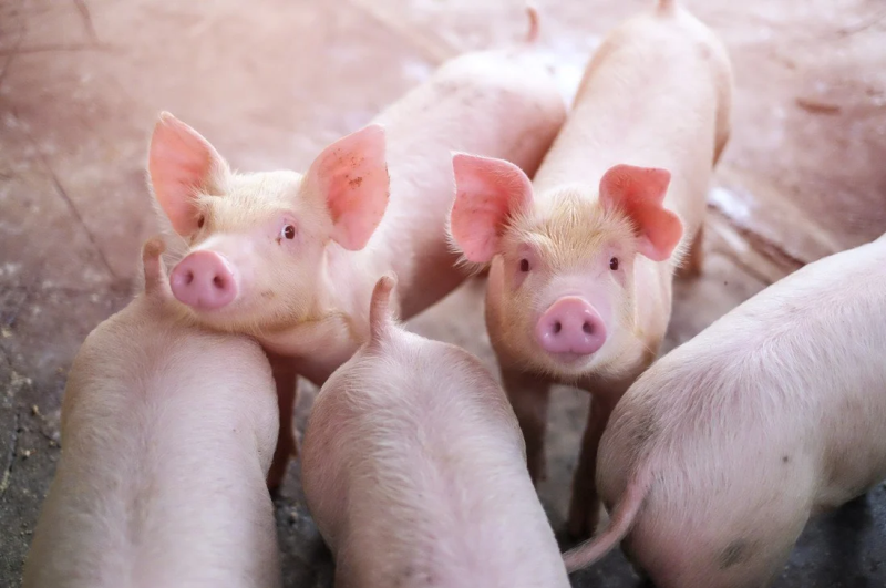 Trung Quốc dùng robot nhân bản lợn thành công