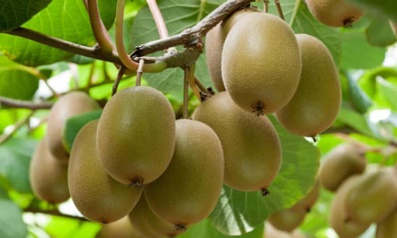 Trung Quốc giành cả quyền sở hữu trái kiwi với New Zealand - ảnh 1