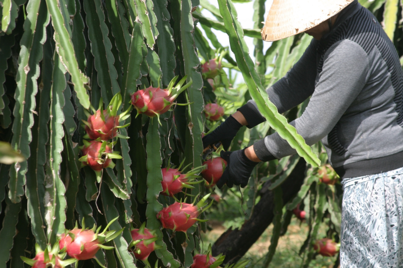 Trung Quốc siết cửa khẩu, hàng vạn tấn thanh Long gặp khó