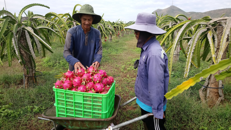 Trung Quốc siết cửa khẩu, hàng vạn tấn thanh Long gặp khó - ảnh 1