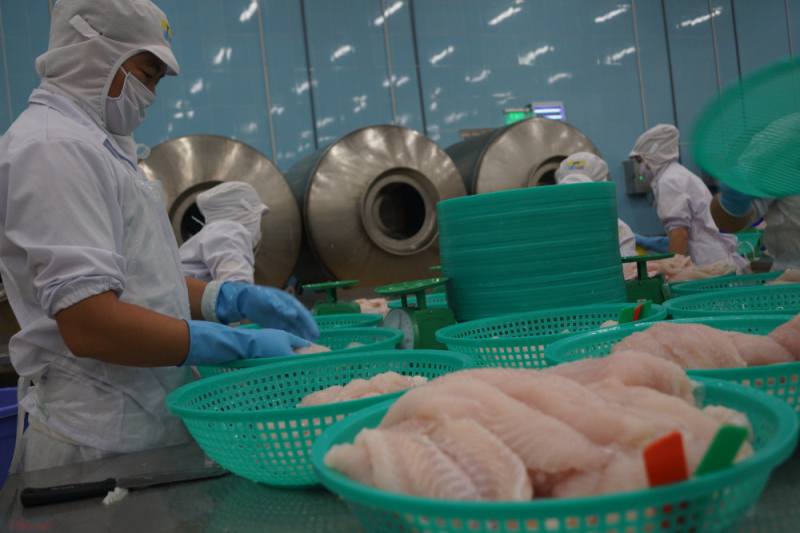 Mặt hàng cá tra phile của Việt Nam xuất sang Trung Quốc đang bị ách tắc vì quy định phòng dịch COVID-19 của nước này