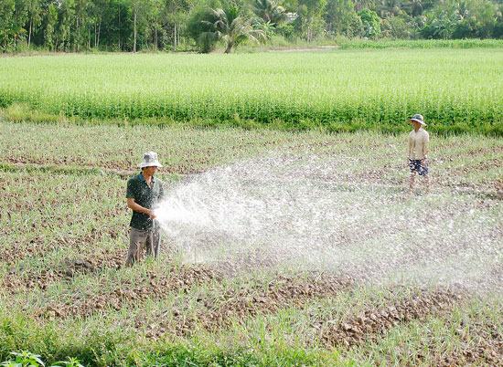 Trúng rau màu giữa mùa hạn