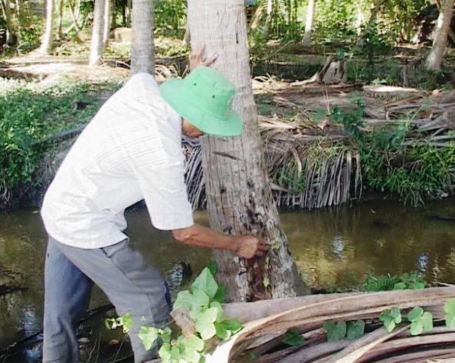 Truy tìm thủ phạm “sát hại” hàng loạt cây dừa của nông dân