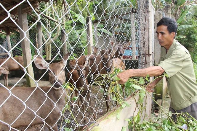 Tự tạo cơ hội: Kiếm tiền từ nuôi nhím, hươu, nai