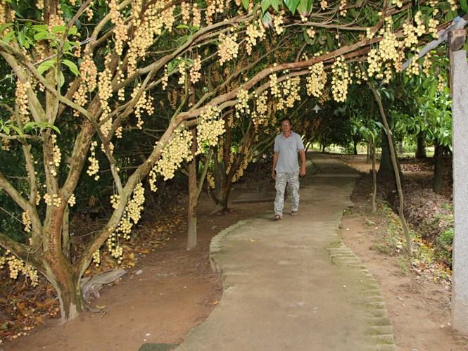 Lối đi tham quan trong vườn dâu cao sản Ngã Bảy Thiên Ân của ông Tâm /// Ảnh: Nguyên Đạt 