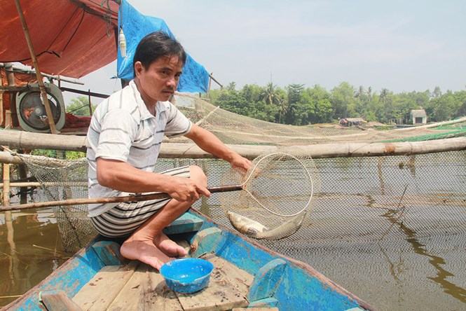 Ông Hải kiểm tra cá sặt chuẩn bị xuất bán. /// Ảnh: Mạnh Cường