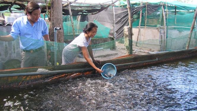 Bà Lê Thị Sim thoát nghèo, làm giàu nhờ nuôi cá nước ngọt. /// Tuyết Hương