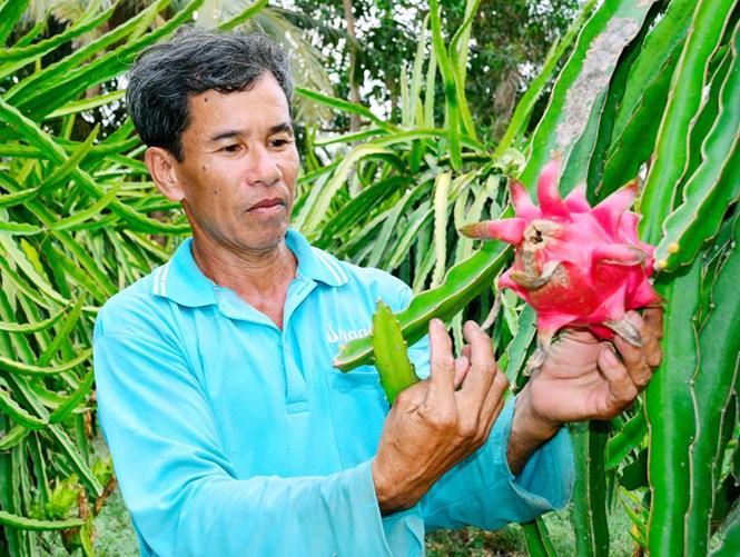 Ông Quách Bình bên vườn thanh long ruột đỏ /// Ảnh: Trần Thanh Phong