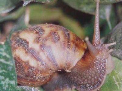 Tử vong vì ăn ốc sên