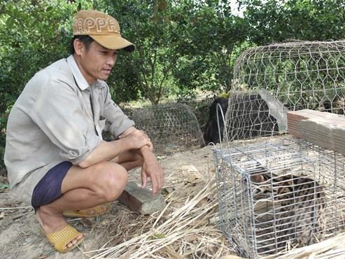 Tưởng chồn ăn thịt gà, bẫy được con vật giống mèo rừng Châu Phi - ảnh 1