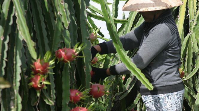 Úc cấp phép nhập khẩu thanh long tươi VN