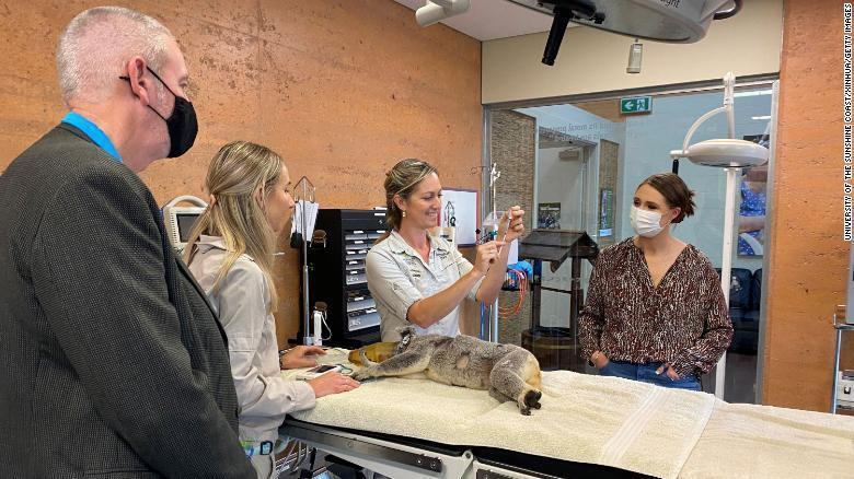 Úc tiêm vắc xin ngừa bệnh lây qua đường tình dục cho gấu koala