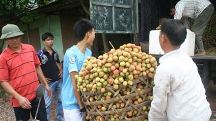 Thu mua vải thiều năm 2015 tại huyện Lục Ngạn, Bắc Giang.