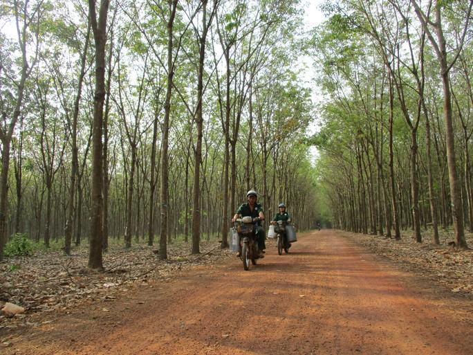 “Vàng trắng” hồi sinh, người trồng kiếm tiền tỉ