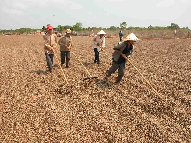 Việt Nam đang dẫn đầu thị trường xuất khẩu điều của thế giới và chiếm 50% tổng giá trị thương mại - Ảnh: D.Đ.M