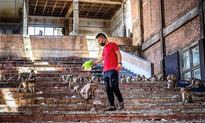 Thái Lan triệt sản hàng trăm con khỉ