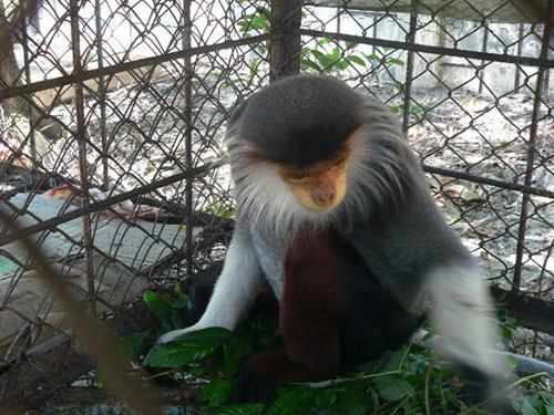 Voọc chà vá chân nâu “đi lạc” vào nhà dân