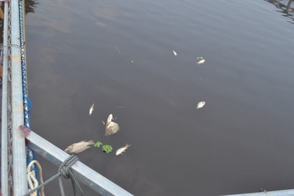 Vụ cá chết trên sông Bùng, Nghệ An: Nguyên nhân ban đầu khiến cá chết hàng loạt