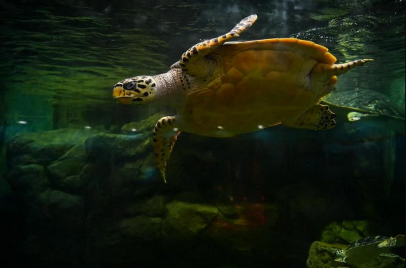 Vũ Hán phát hiện vi khuẩn gây dịch tả cho người ở loài ba ba trơn