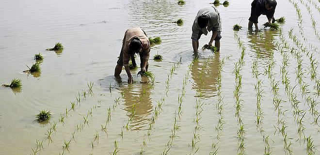 “Vựa lúa” Đông Nam Á sẽ suy kiệt vì biến đổi khí hậu