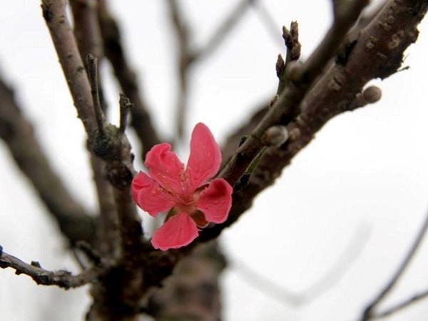 Vùng đào Nhật Tân ngậm nụ chờ bung nở đúng ngày Tết