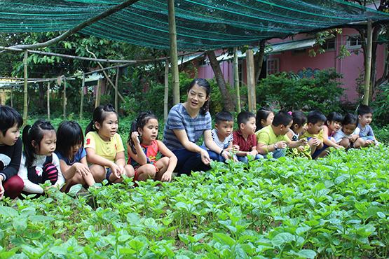 Trồng rau trong vườn trường