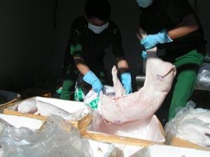 Xe khách lại tuồn thịt heo thối vào TP.HCM