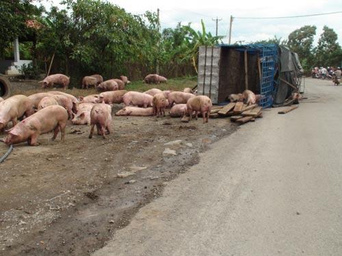 Xe tải lật giữa đường, heo chạy tán loạn