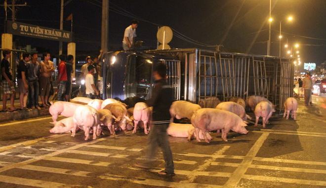 Xe tải lật, heo “tung tẩy” quốc lộ