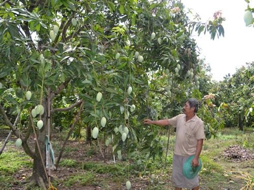 Xoài Đồng Nai trước cơ hội đi Nhật