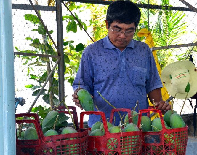 Ông Nguyễn Thế Bảo, giám đốc HTX xoài Suối Lớn (xã Xuân Hưng, huyện Xuân Lộc) kiểm tra chất lượng xoài sau thu hoạch - Ảnh: A Lộc