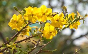 Xuân đến rồi đó!