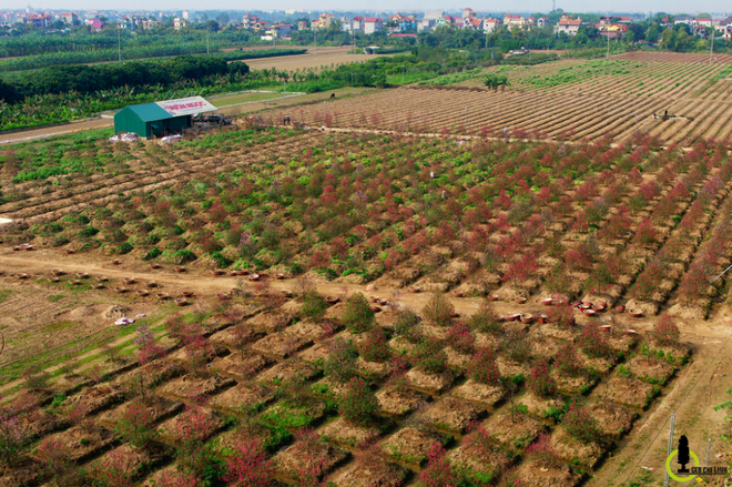 Xuân muộn ở làng đào Nhật Tân