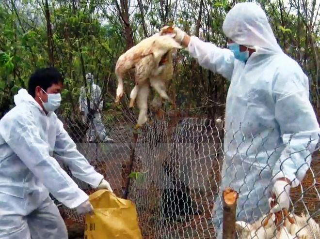 Dịch bệnh cúm gia cầm chỉ còn tính chất địa phương