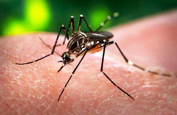 Muỗi truyền bệnh sốt xuất huyết truyền cả virus Zika