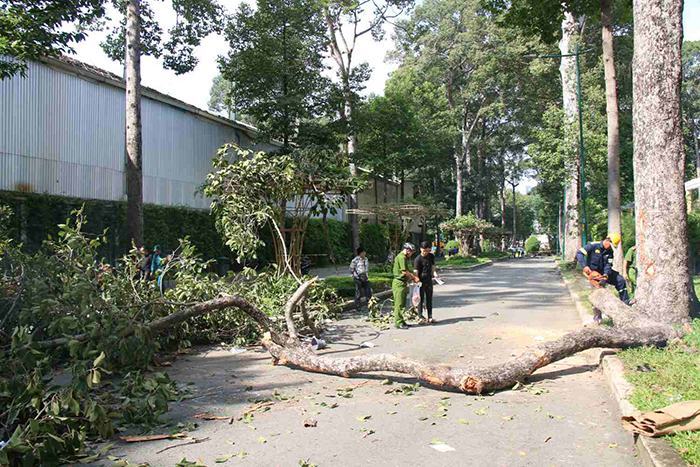 Sự cố gãy nhánh cây tại Công viên Tao Đàn khiến 2 người tử vong và 3 người bị thương