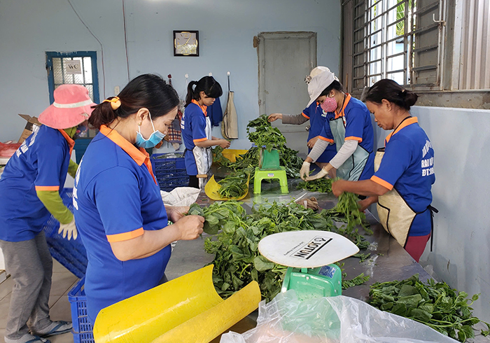 Nông dân phát triển kinh tế từ trồng rau chuẩn VietGAP