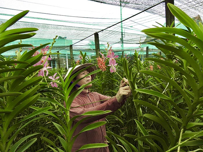 Gửi gắm ước mơ ấm no trong từng cánh hoa Xuân