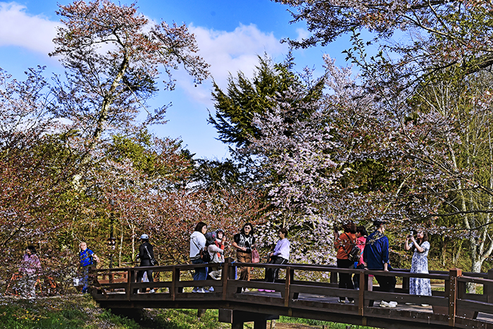 Mùa hoa anh đào nở rộ ở những ngôi làng cổ dưới chân núi Phú Sĩ