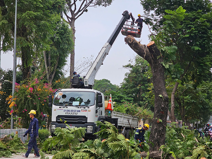 Đốn hạ cây xanh để phục vụ việc thi công nâng cấp vỉa hè