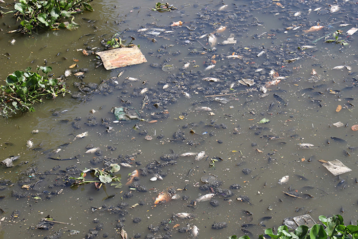 Cá chết trắng mặt kênh Nhiêu Lộc – Thị Nghè sau mưa lớn