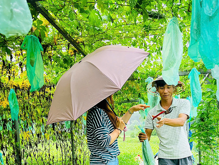 Giấc mơ xanh trên triền đồi xứ Huế