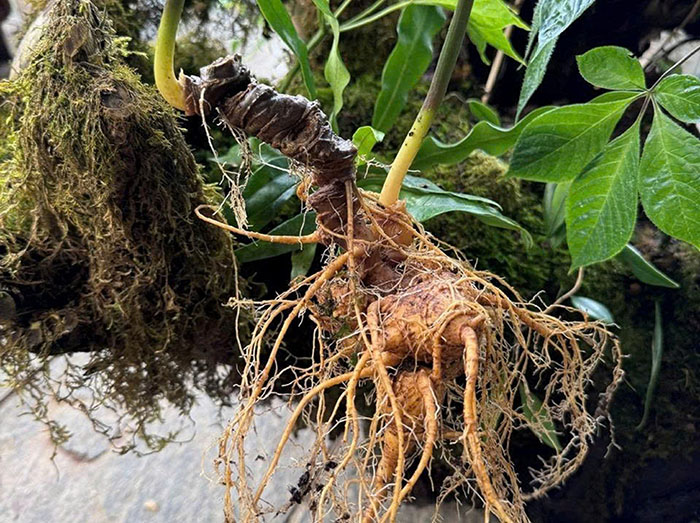 Cây sâm Ngọc Linh và khát vọng công nghiệp dược liệu