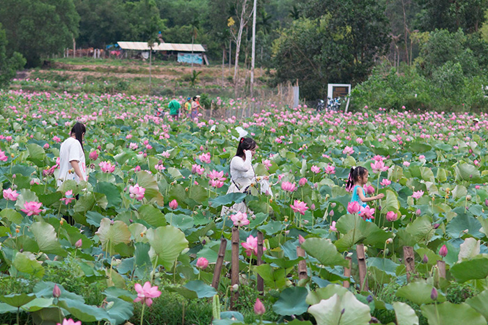 Đánh thức vùng đất trũng
