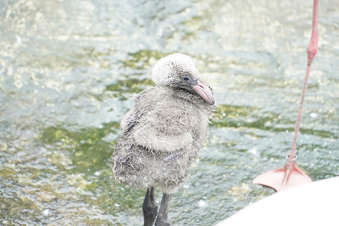 Sau 20 năm, hồng hạc con đầu tiên chào đời tại Thảo Cầm Viên Sài Gòn