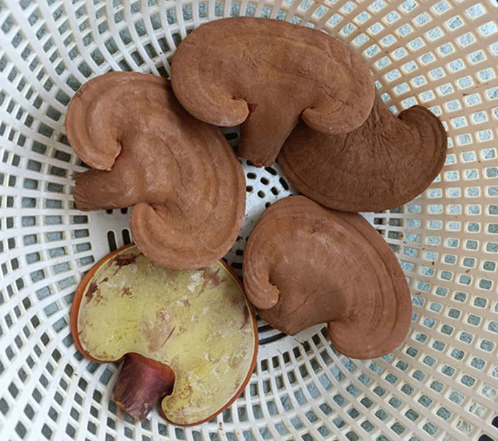 Các yếu tố ảnh hưởng đến hàm lượng polysaccharides trong nấm linh chi: Góc nhìn từ mô hình trồng hữu cơ tại Việt Nam