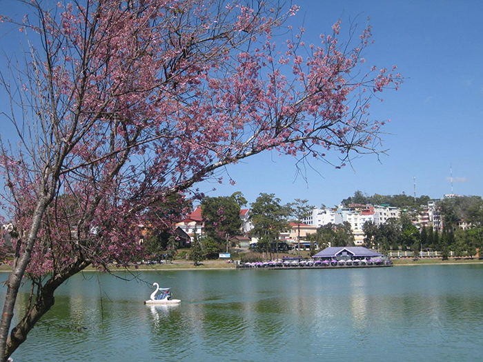 Lâm Đồng: Tổ chức Lễ hội hoa Mai anh đào – Xuân 2026