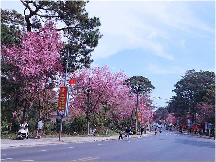 Hoa Mai anh đào rực hồng phố lạnh