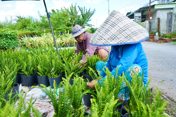 Làng hoa xuân bên bờ Sa Giang