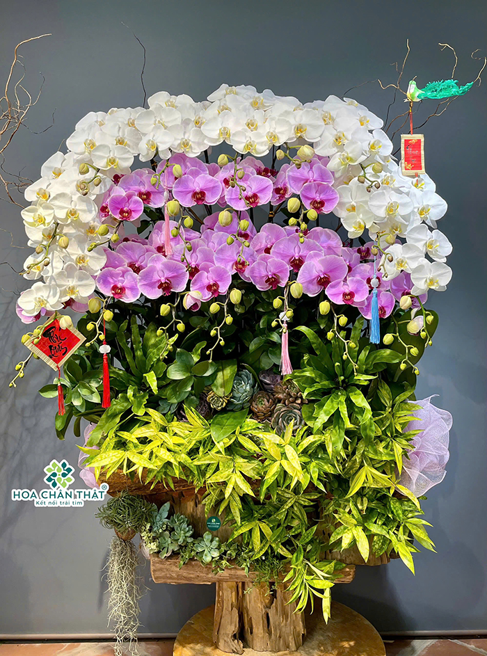 Hoa Chân Thật – Lan hồ điệp cao cấp và hành trình xây dựng giá trị từ sự tử tế